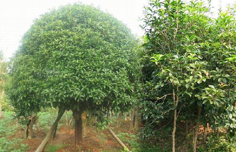 状元红桂花树 