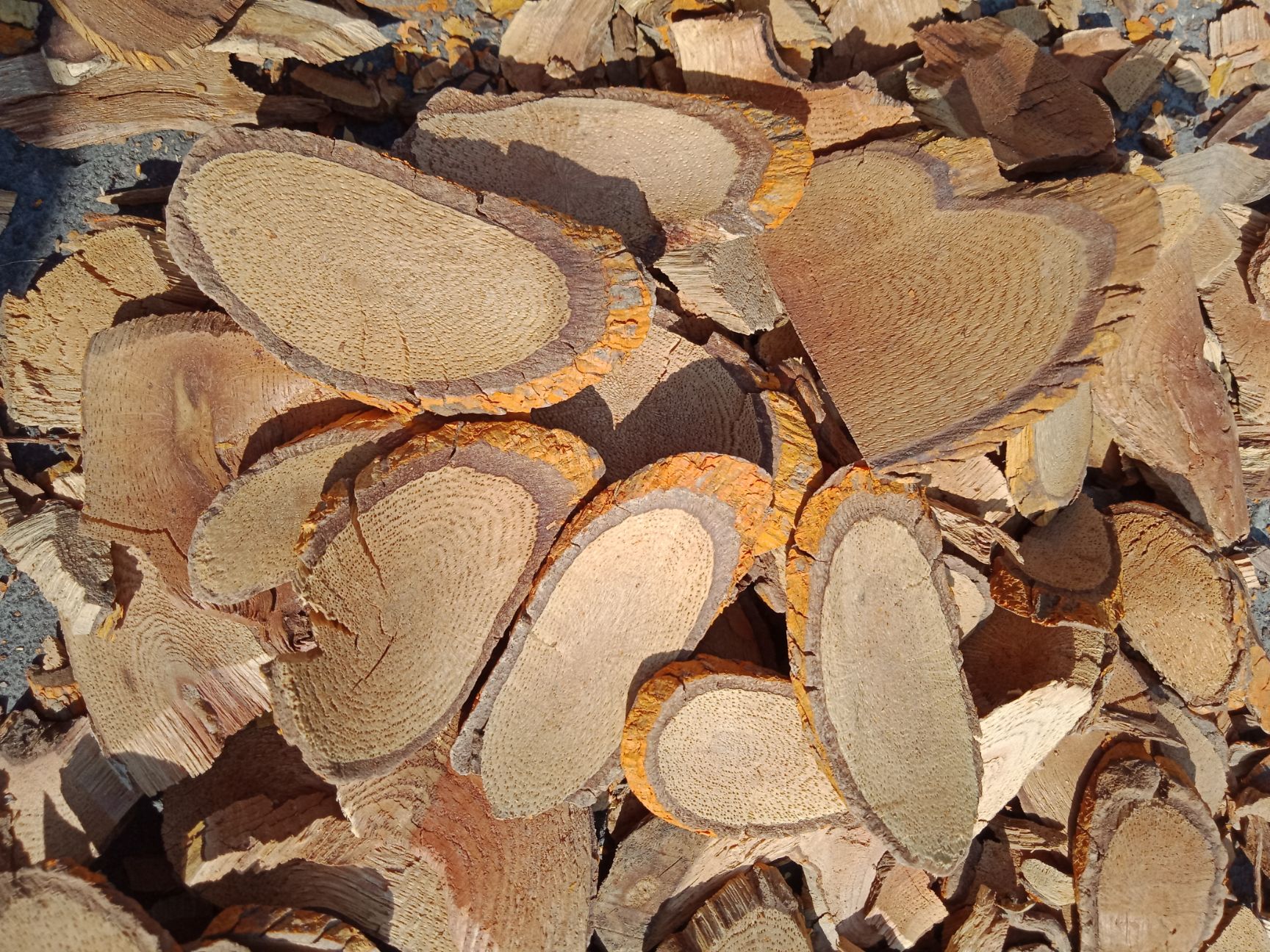 雷公藤 本品来至贵州凯里黔东南州高山海打发一千五百米以上的药物