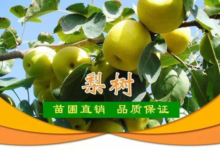 梨树苗 高品质梨树种苗，规格品种齐全，苗壮根系好，成活率高