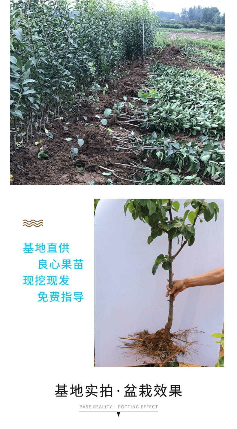 梨树苗 高品质梨树种苗，规格品种齐全，苗壮根系好，成活率高