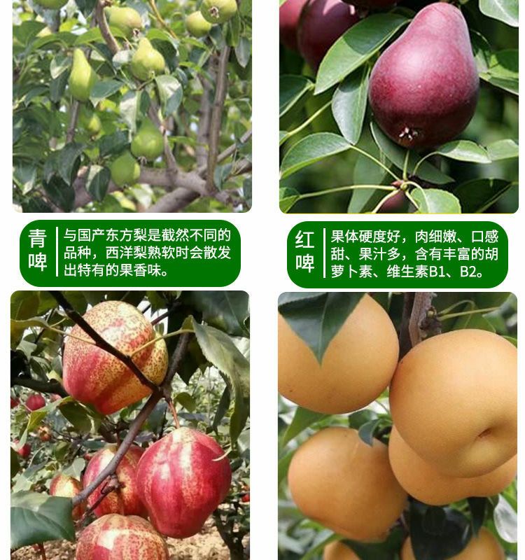 梨树苗 高品质梨树种苗，规格品种齐全，苗壮根系好，成活率高