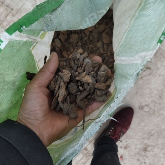 垫江 虎杖