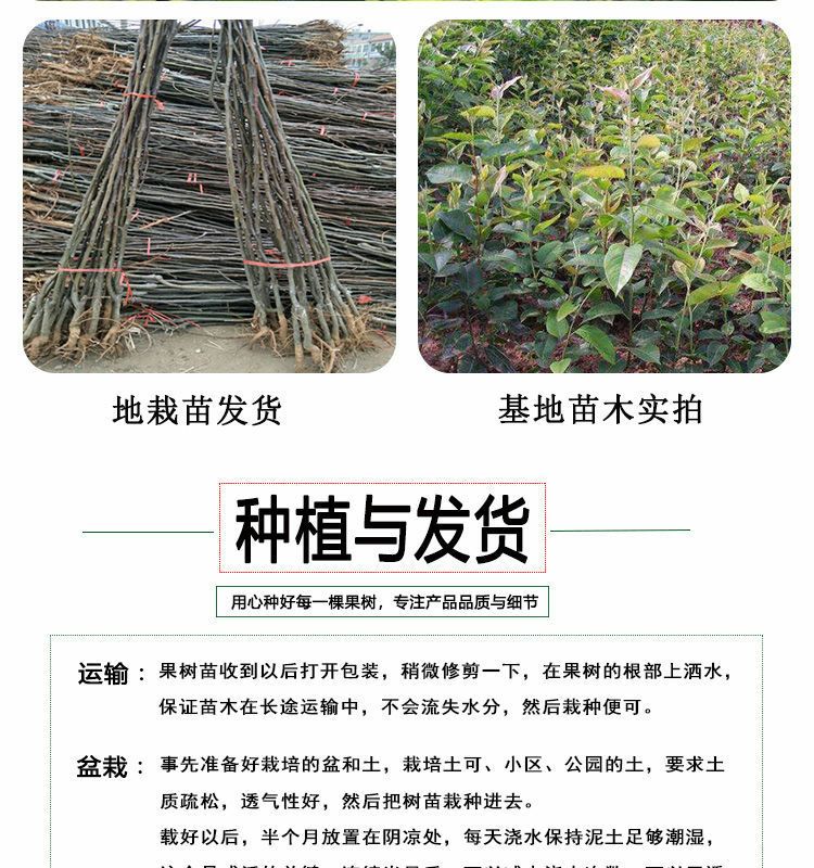 梨树苗 高品质梨树种苗，规格品种齐全，苗壮根系好，成活率高