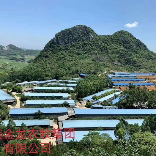 虞城县土鸡苗 公