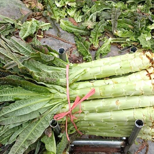 洪湖市红叶莴笋 基地直供，包装上车，无费用。