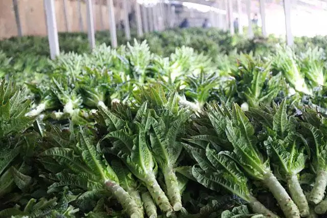 潜江市青叶莴笋 潜江