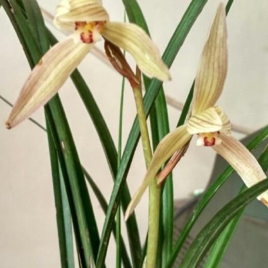 贵阳 春兰