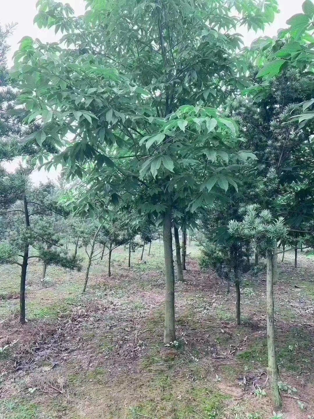 七叶树5-15公分批量供应，冠幅饱满