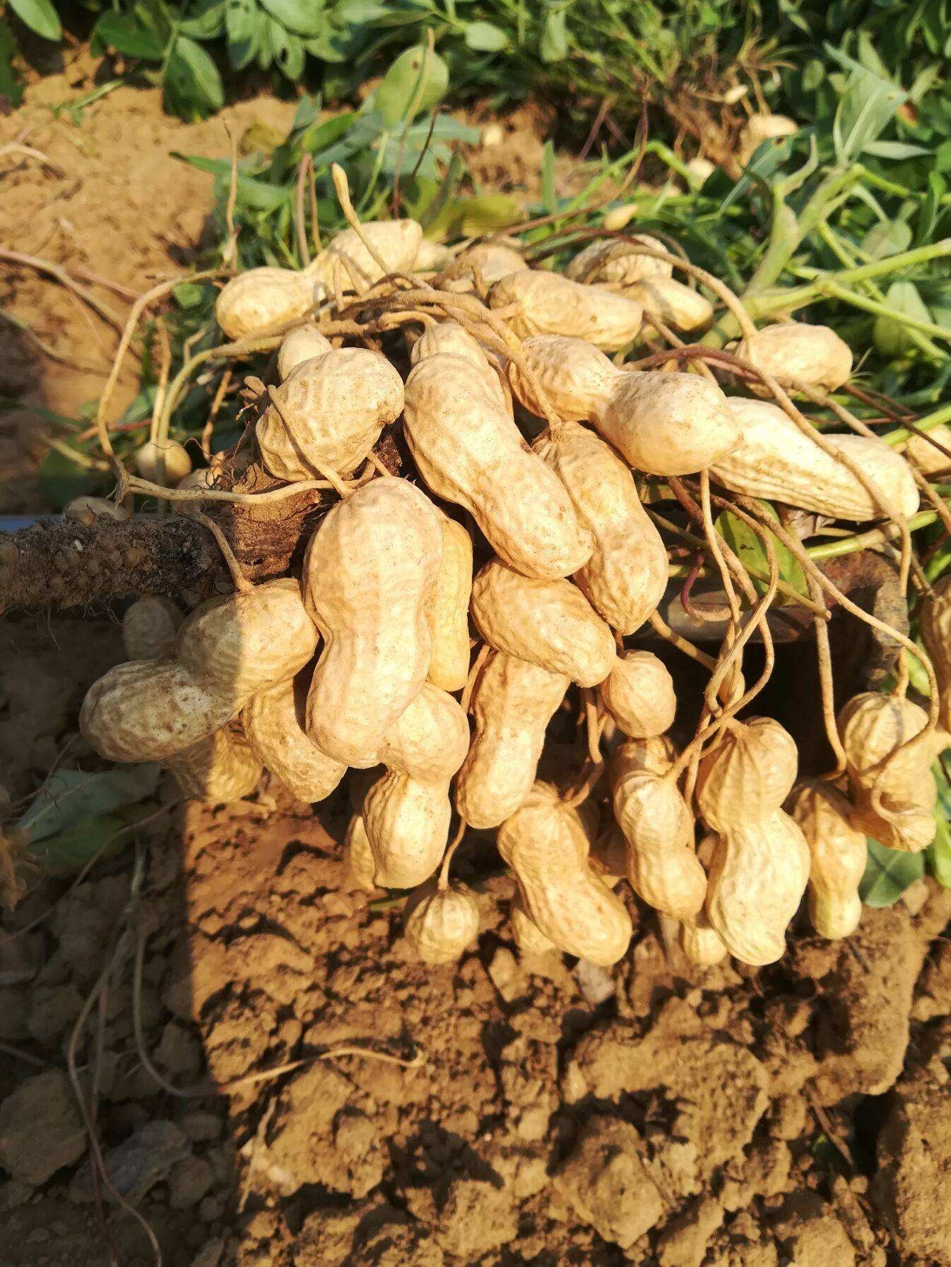 [花生种子批发]吨花一号花生种子,皮薄,颗粒大,产量高,农民朋友的最爱