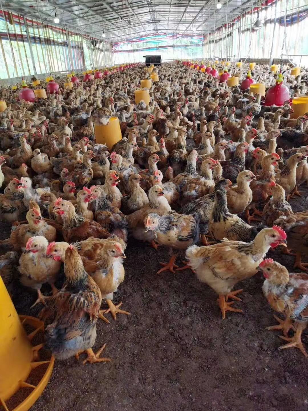 K9鸡苗 年后大量批发，大红宝鸡，k9，肉鸡，脱温苗，脚粗冠红