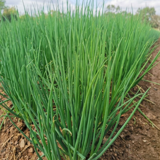 钦州香葱  精品小葱，无公害有机露天种植，产地直销，香甜小葱，欢迎咨询