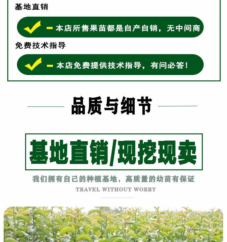 梨树苗 高品质梨树种苗，规格品种齐全，苗壮根系好，成活率高
