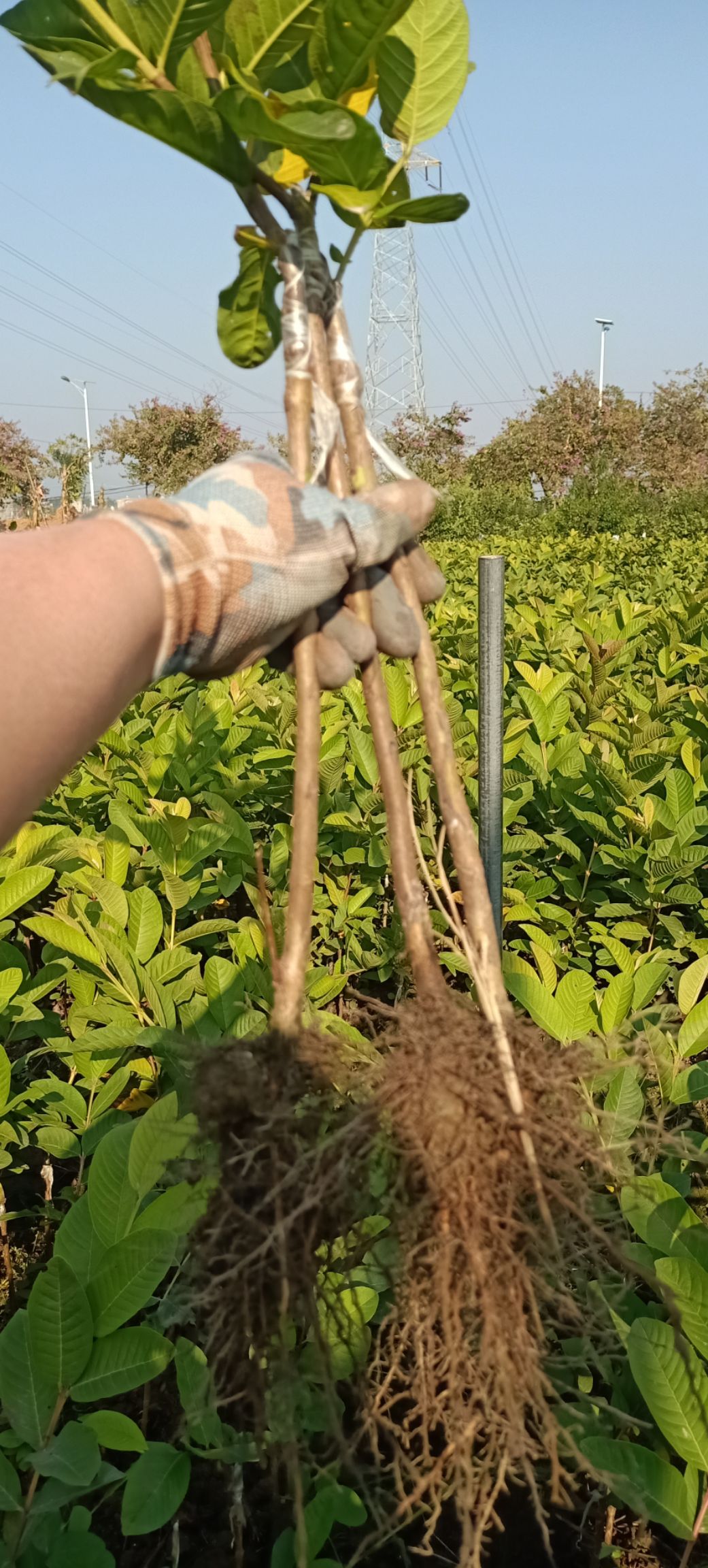 珍珠番石榴苗四季番石榴苗白心番石榴易种好管理产量高广西玉林