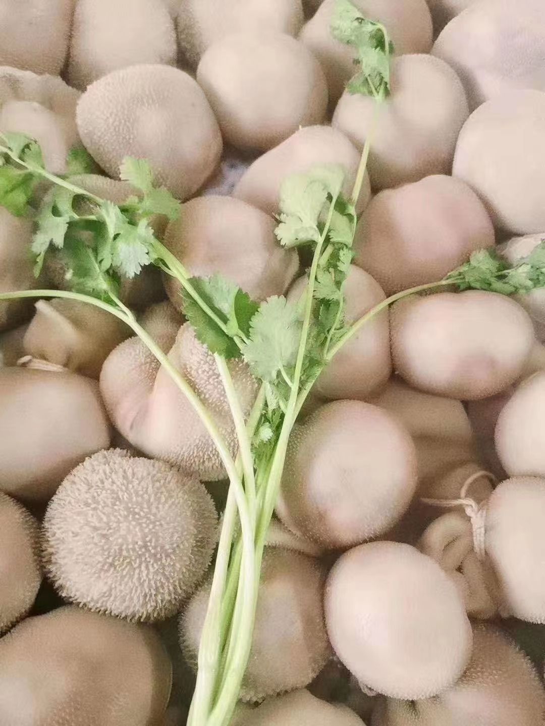 羊肚 羊肚包脑 羊肚包肉