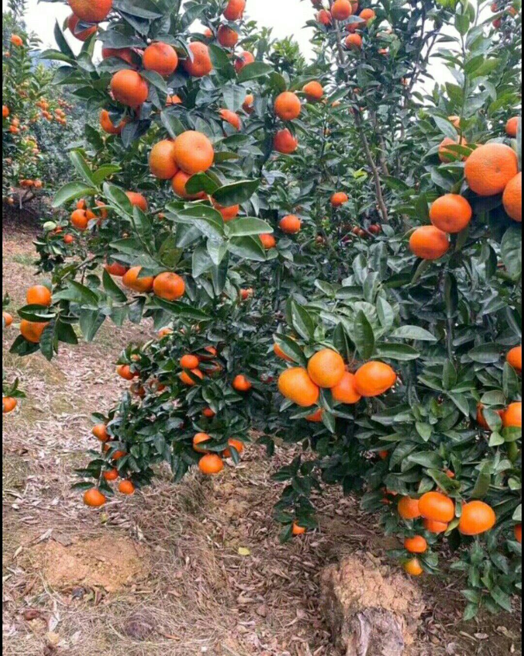 十年❤默科特代办经验，守信用，服务好，欢迎老板们来看果包园