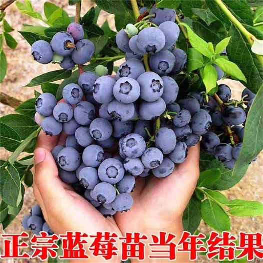 沂水县蓝莓苗 蓝莓树苗盆栽地栽带土阳台南方北方种植当年结果耐寒
