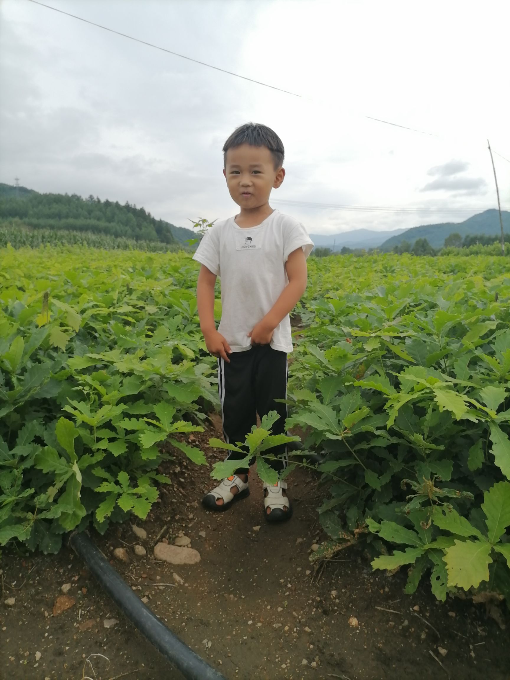 出售#蒙古栎苗#哪卖蒙古栎苗，哪有蒙古栎苗，蒙古栎二三年苗