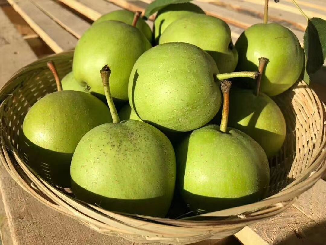 陕西蒲城早酥梨，产地直发，一手货源