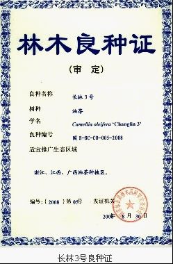 油茶树苗  油茶嫁接油茶苗大量出