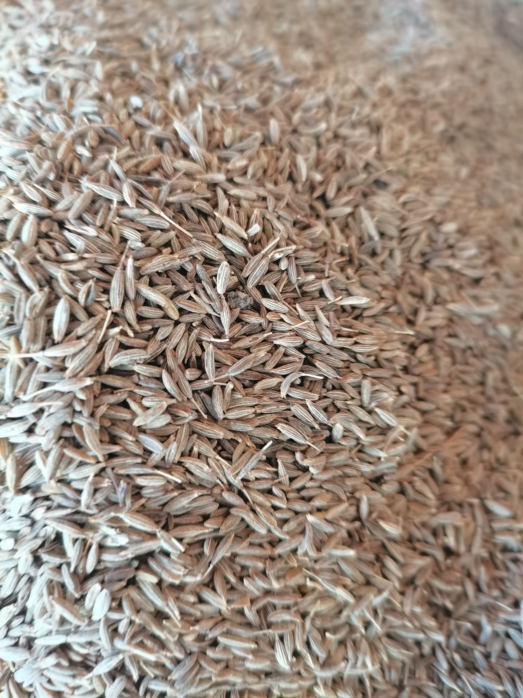 精品新标孜然新货新彊孜然新货颗粒饱满香味浓大货供应，批零兼营