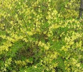 平山县连翘苗