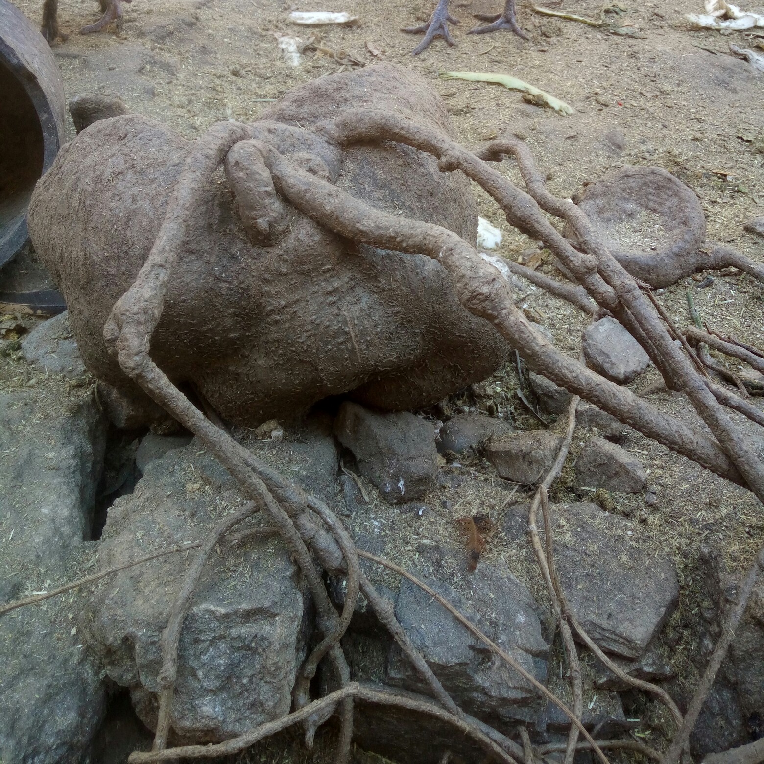 山乌龟  地不容，可入药，也可做盆景