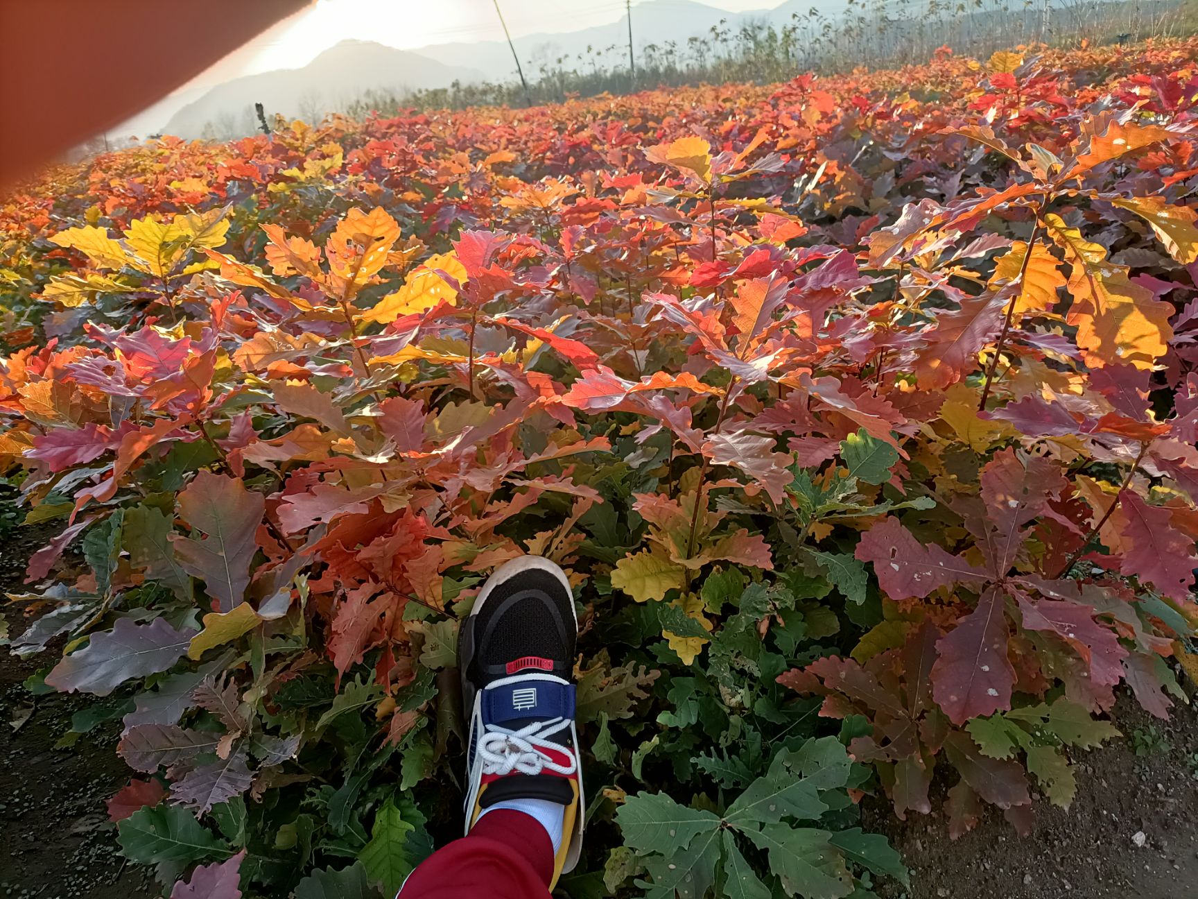 出售#蒙古栎苗#哪卖蒙古栎苗，哪有蒙古栎苗，蒙古栎二三年苗