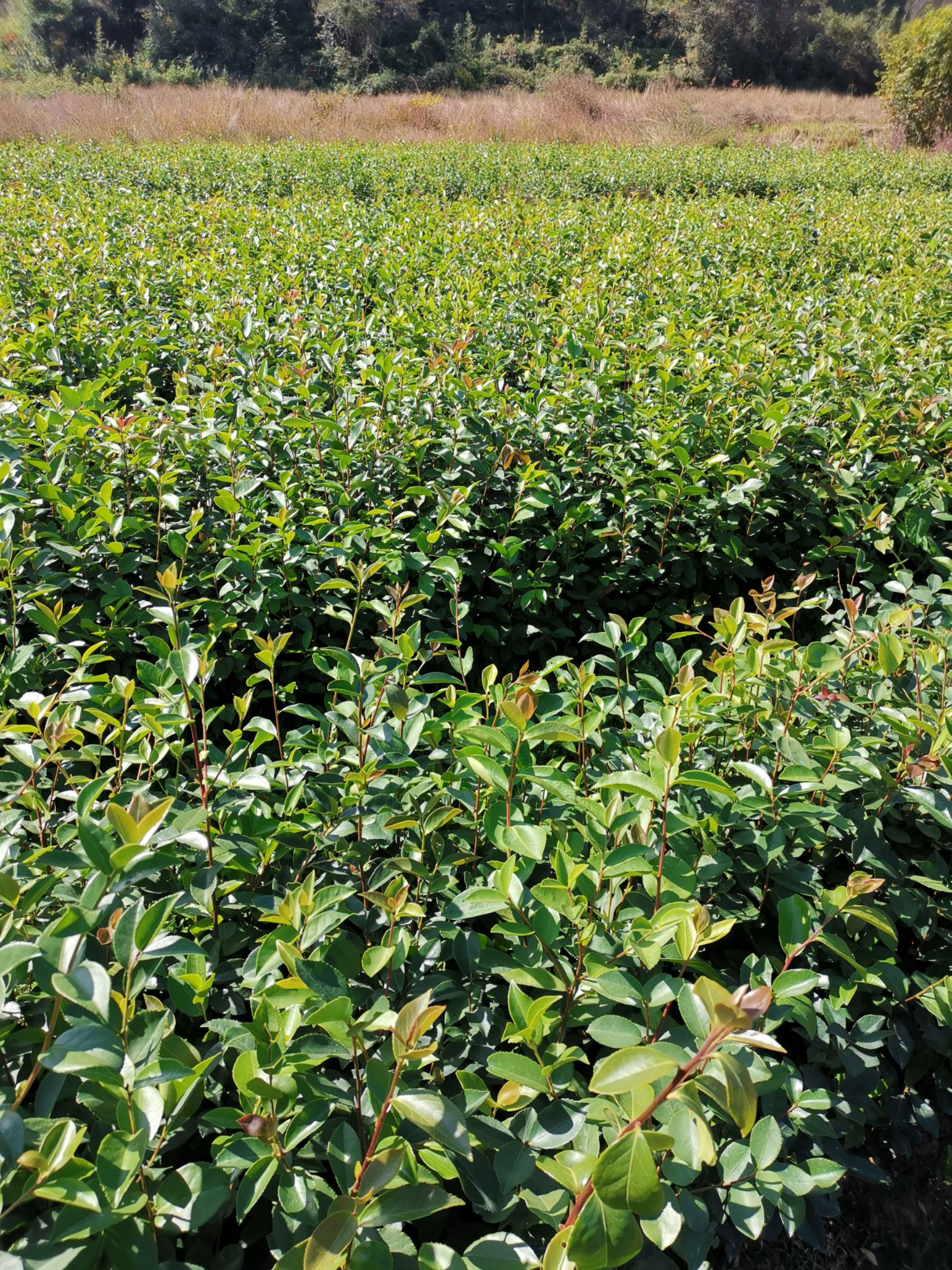 油茶树苗 油茶苗