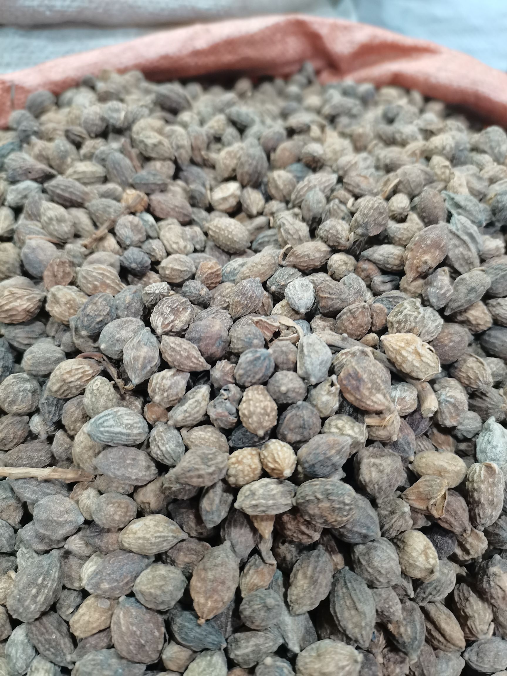 毛砂仁  砂仁长砂仁圆新货无硫大量供应批零兼营量大价格有优势