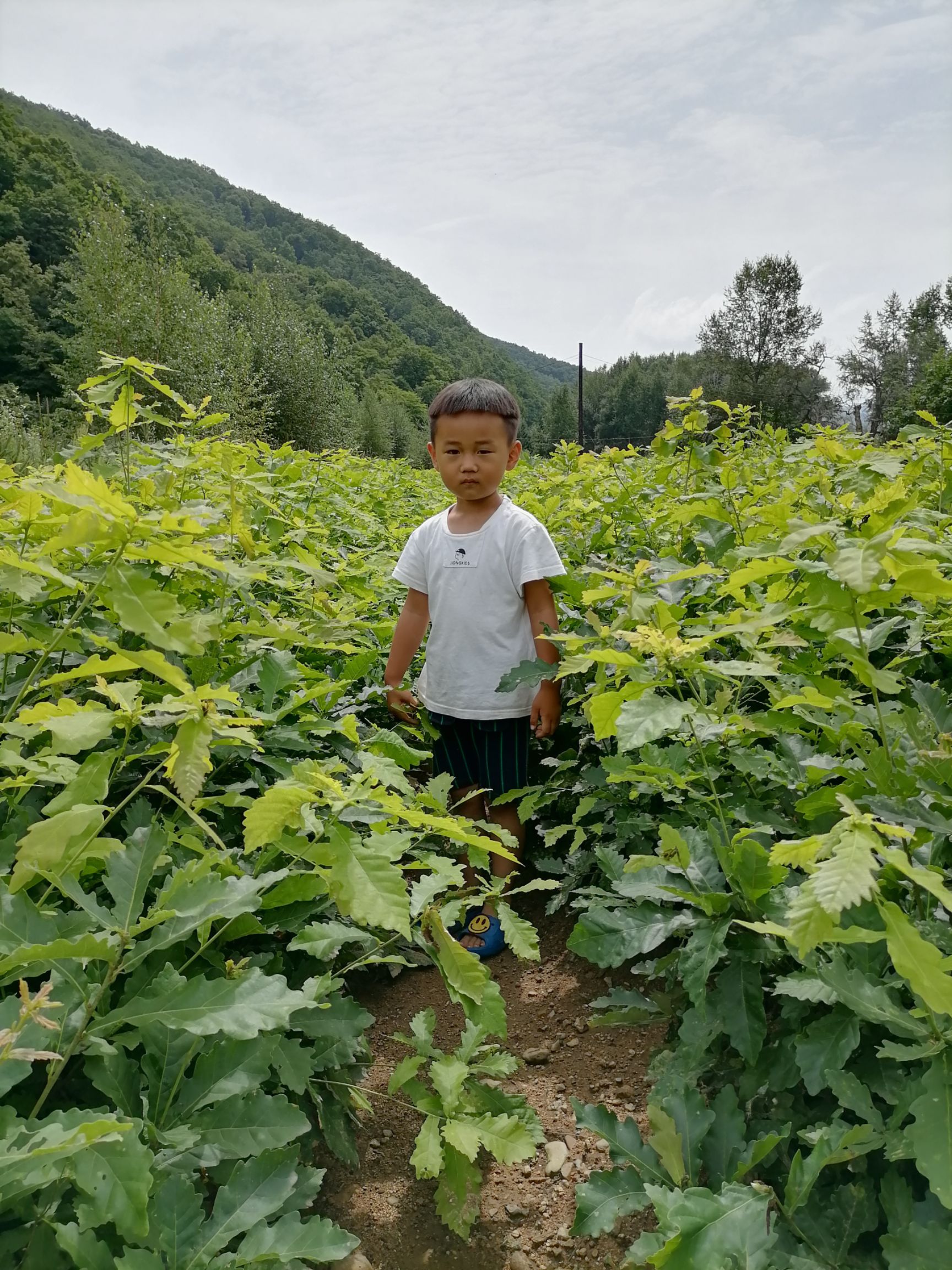 出售#蒙古栎苗#哪卖蒙古栎苗，哪有蒙古栎苗，蒙古栎二三年苗