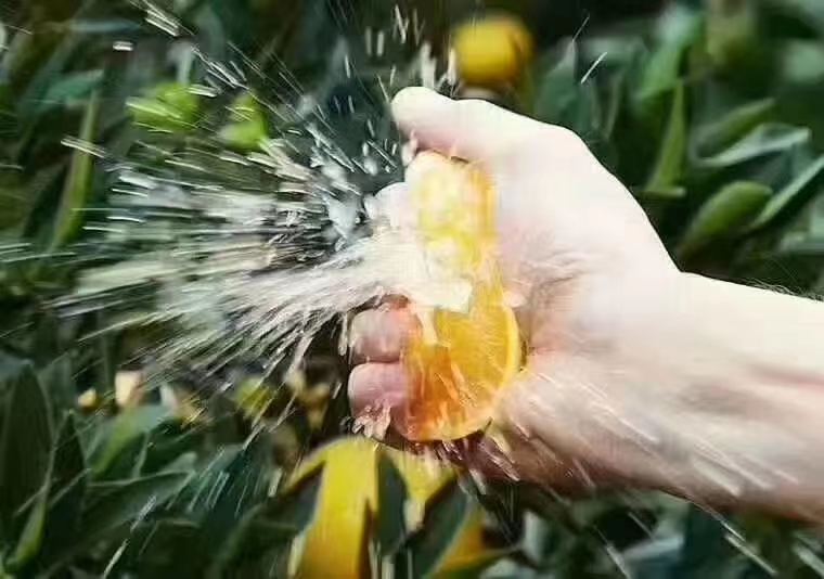 伦晚脐橙  秭归脐橙伦晚，果皮光滑，个头大颜色好，果甜度达到