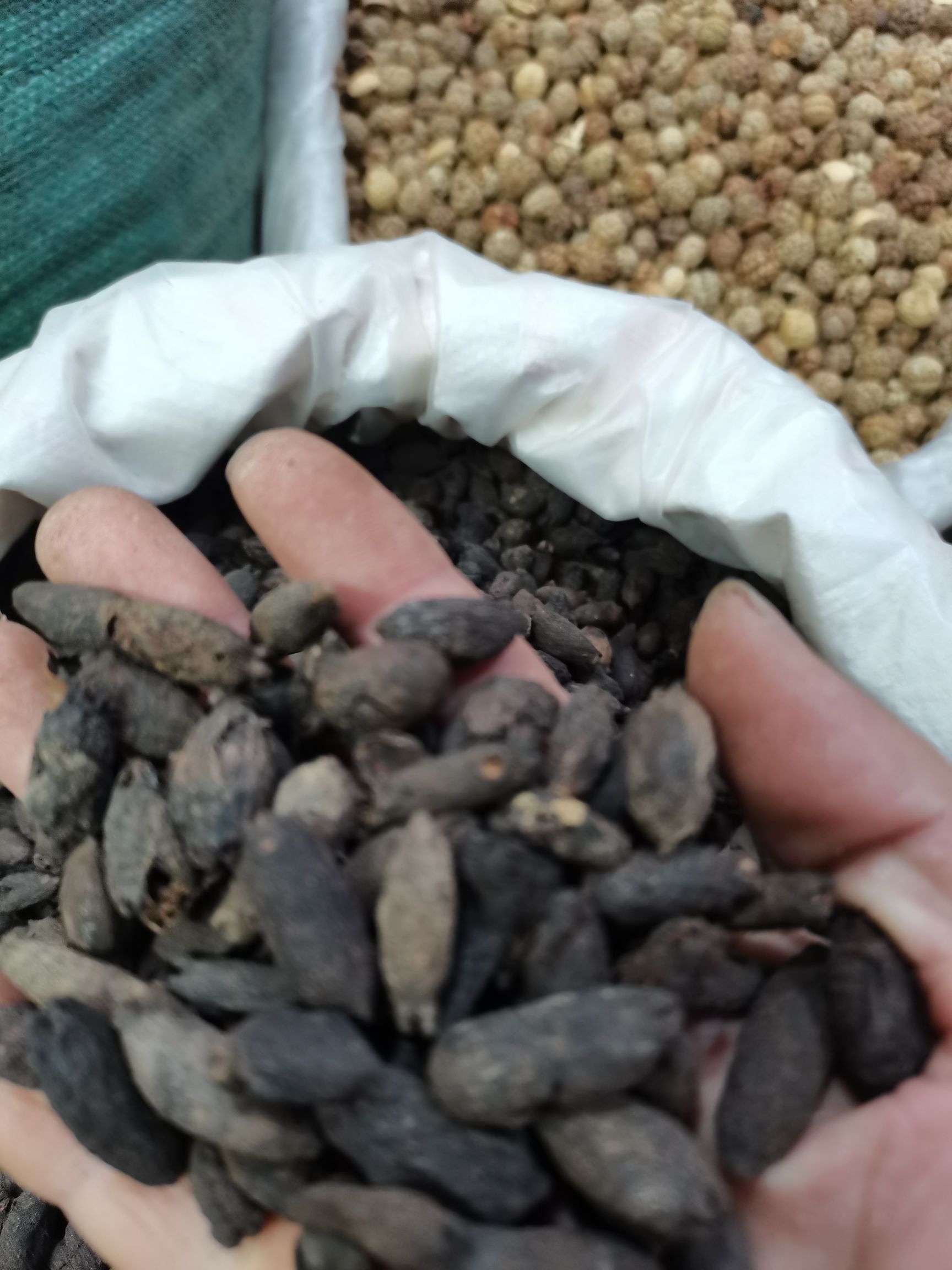 玉林干丁香  母丁香全干纯无硫，新货大量供应，批零兼营，质优价美