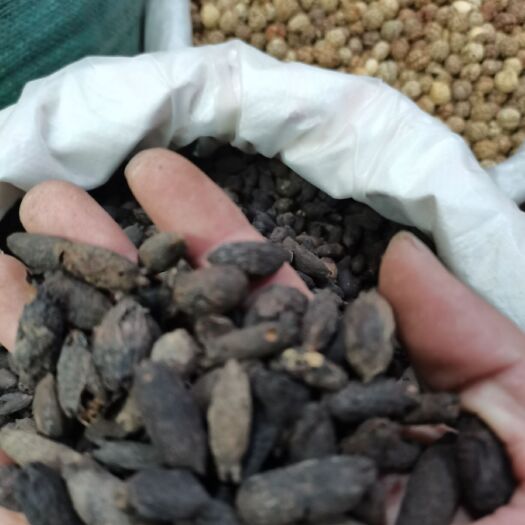 玉林干丁香  母丁香全干纯无硫，新货大量供应，批零兼营，质优价美