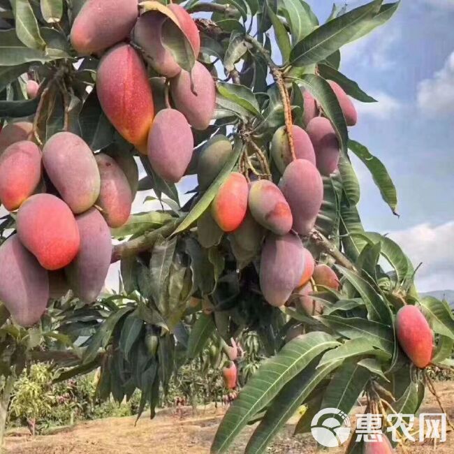 贵妃芒果树上熟海南三亚当季新鲜热带水果红金龙