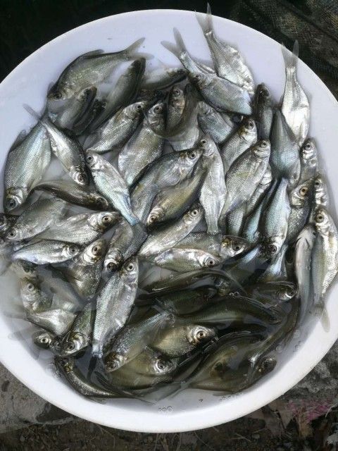 重庆市 鳊鱼苗 武昌鱼苗 草鳊 生长快 食性杂