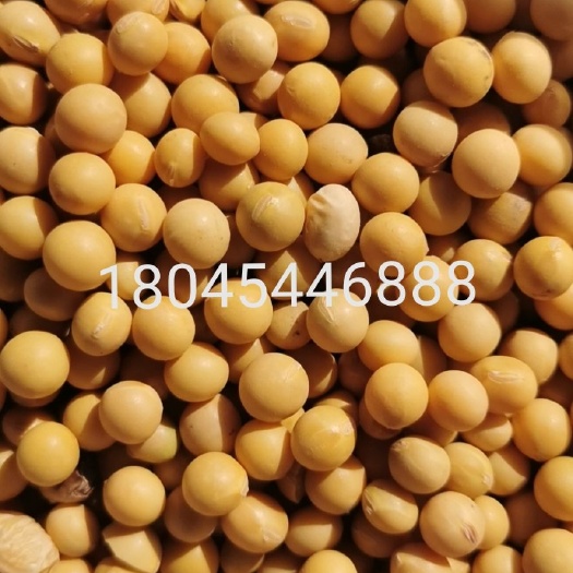 牡丹江黄大豆  1500吨现货，商品大豆，4.0圆孔振动筛