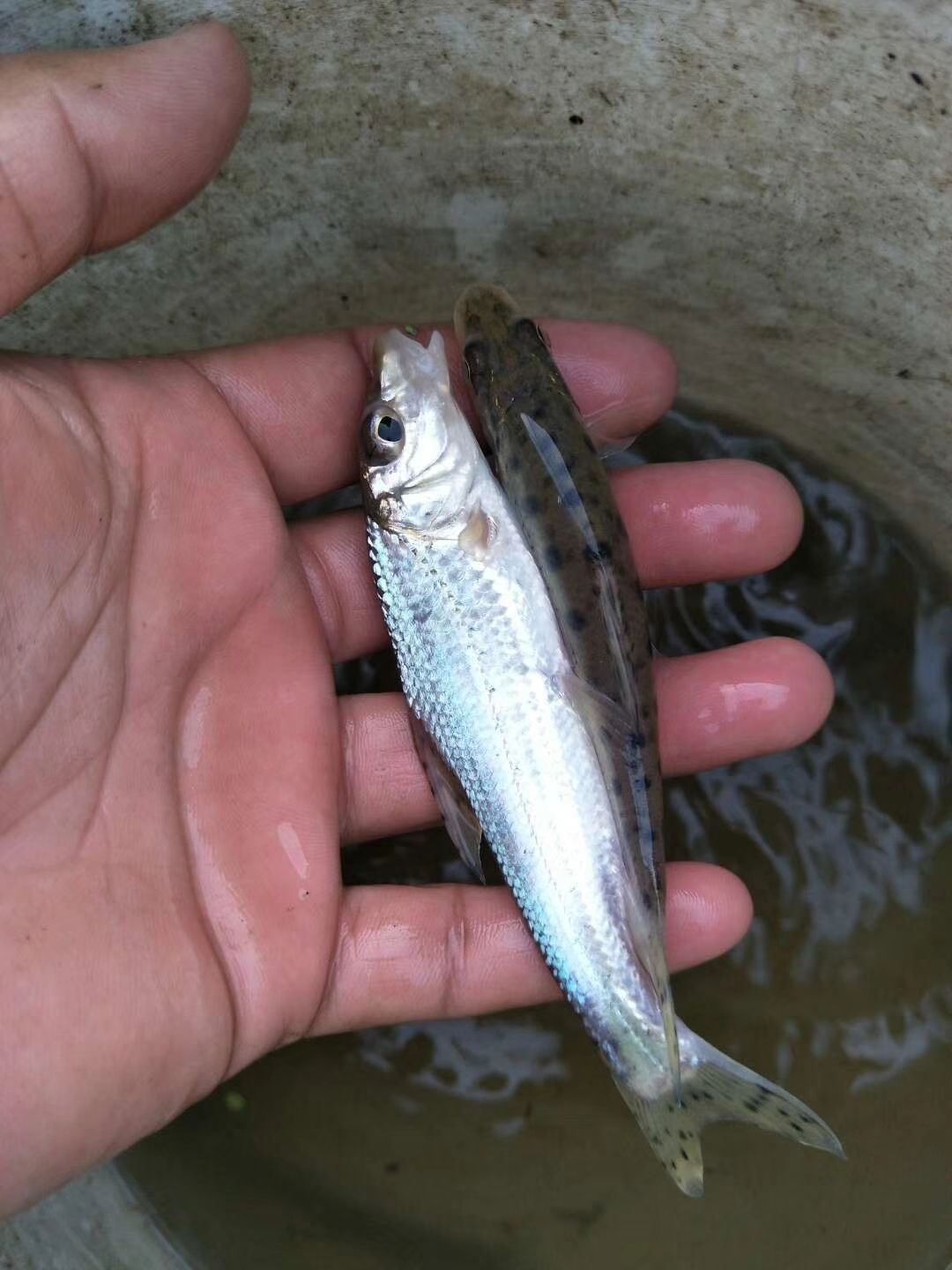 花鼓鱼苗 花骨鱼苗  船钉子 供技术 可回收 货到付款