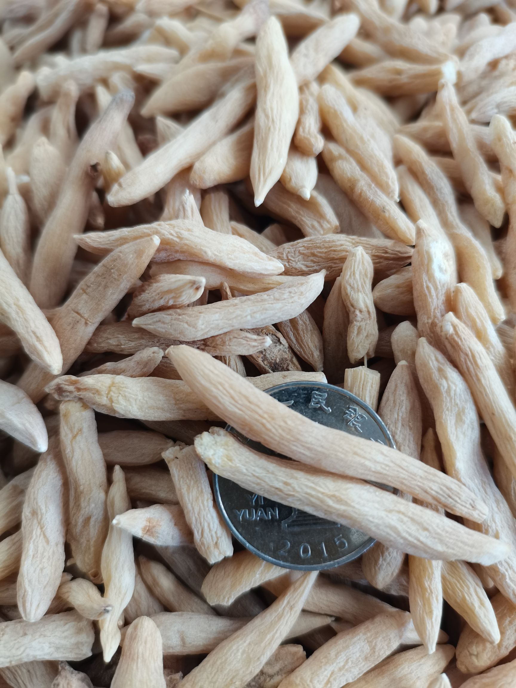 2025年新货太子参精品无硫全干包过药检大货供应，批零兼营