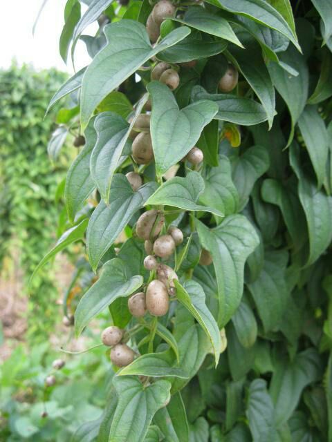 山药种子  山药蛋