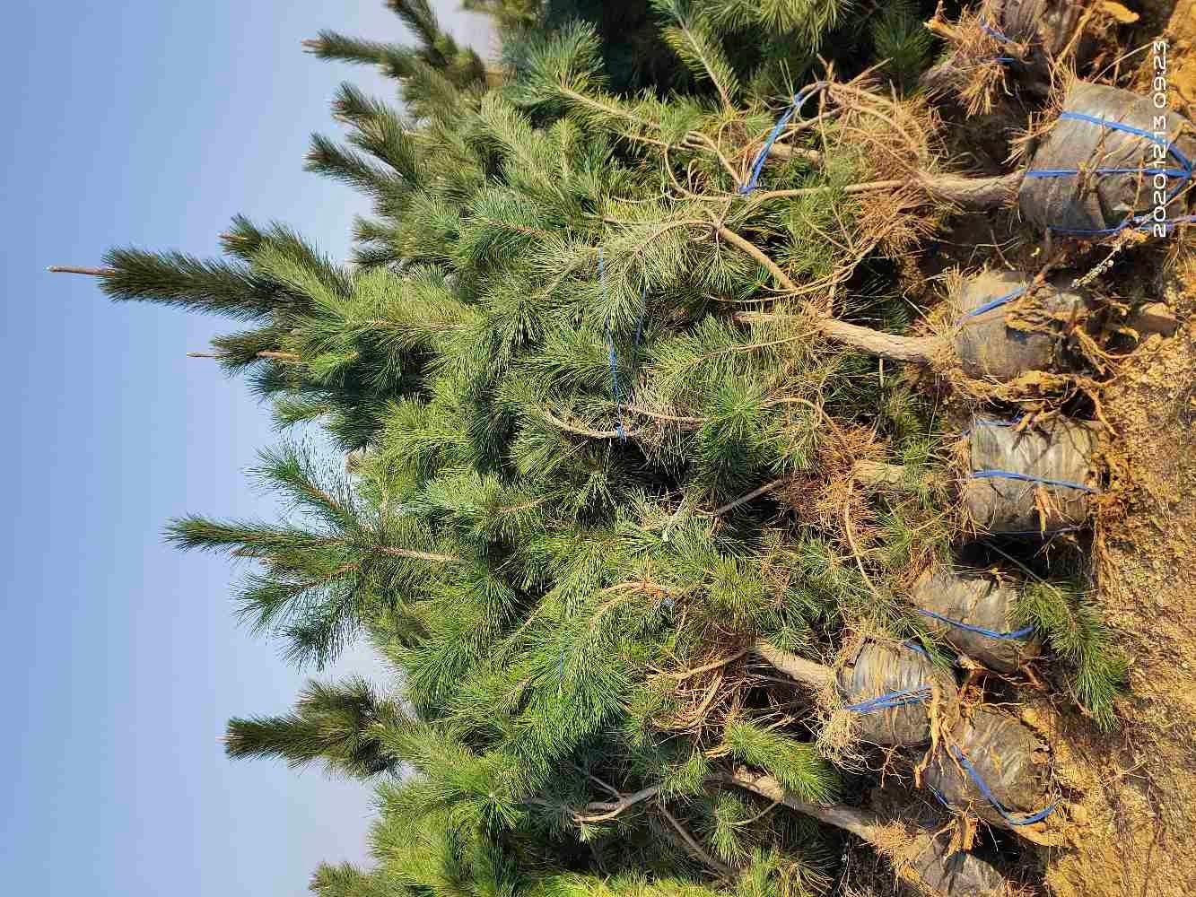 黑松  油松 营养杯油松 油松苗