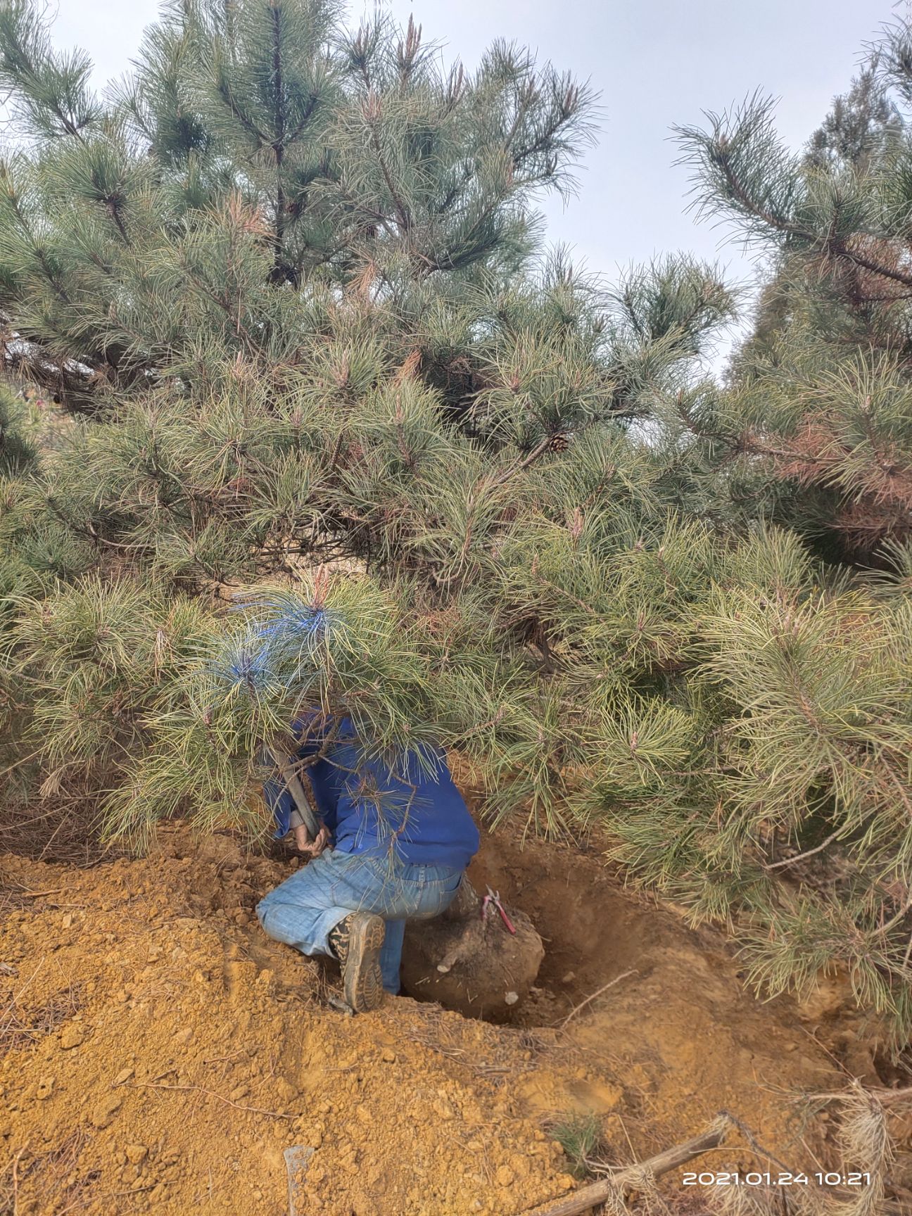 黑松  油松 营养杯油松 油松苗