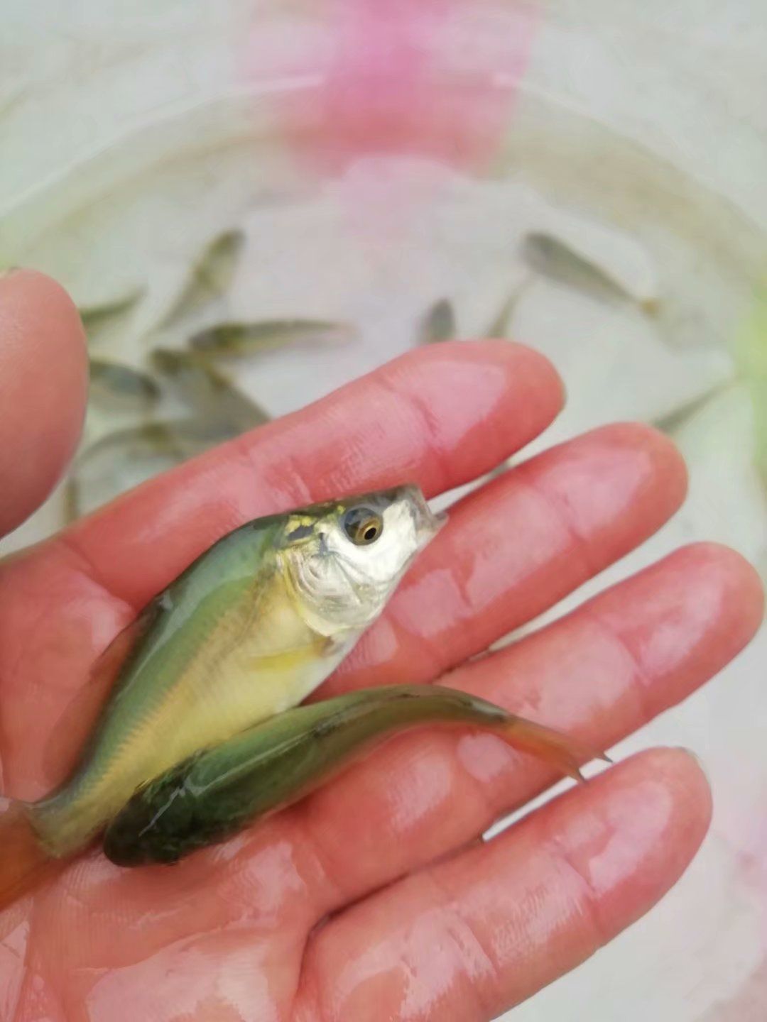 鲤鱼苗 裸鲤苗，匡鲤 镜鲤  裸斑 生长快 抗病强  可技术指导