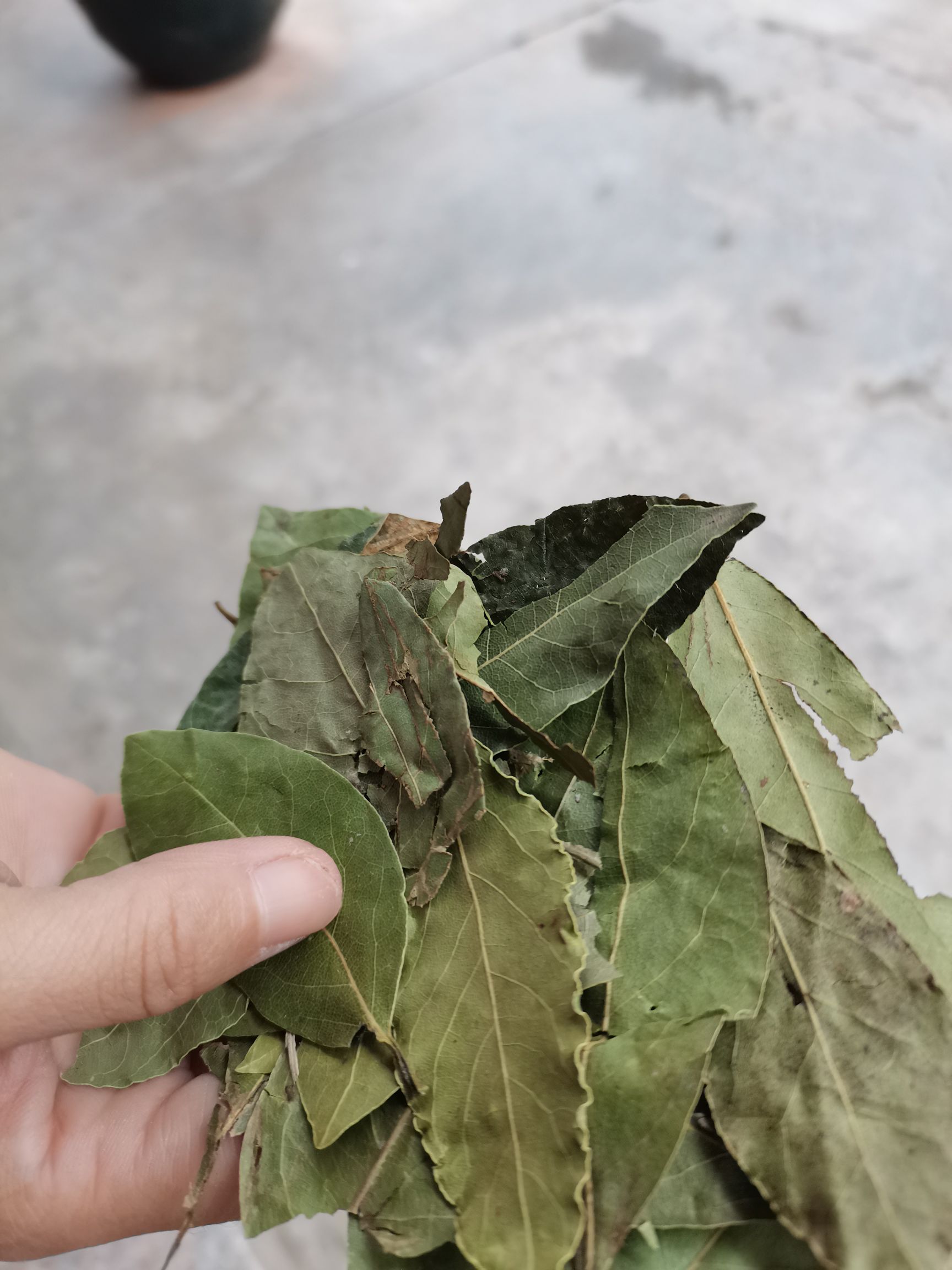 香叶  新货特绿香叶统绿香叶统货香叶各规格齐全大量供应批零