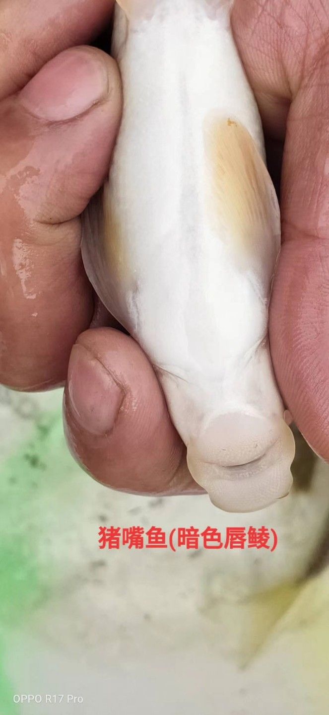 鲮鱼鱼苗 暗色唇鲮苗 猪唇鱼  名贵鱼种 可供技术  可回收