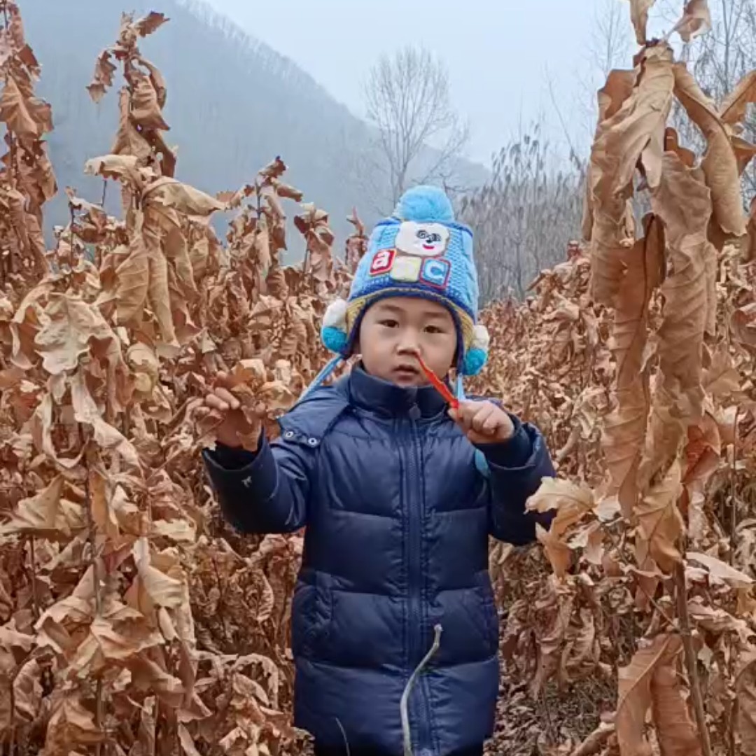 出售#蒙古栎苗#哪卖蒙古栎苗，哪有蒙古栎苗，蒙古栎二三年苗