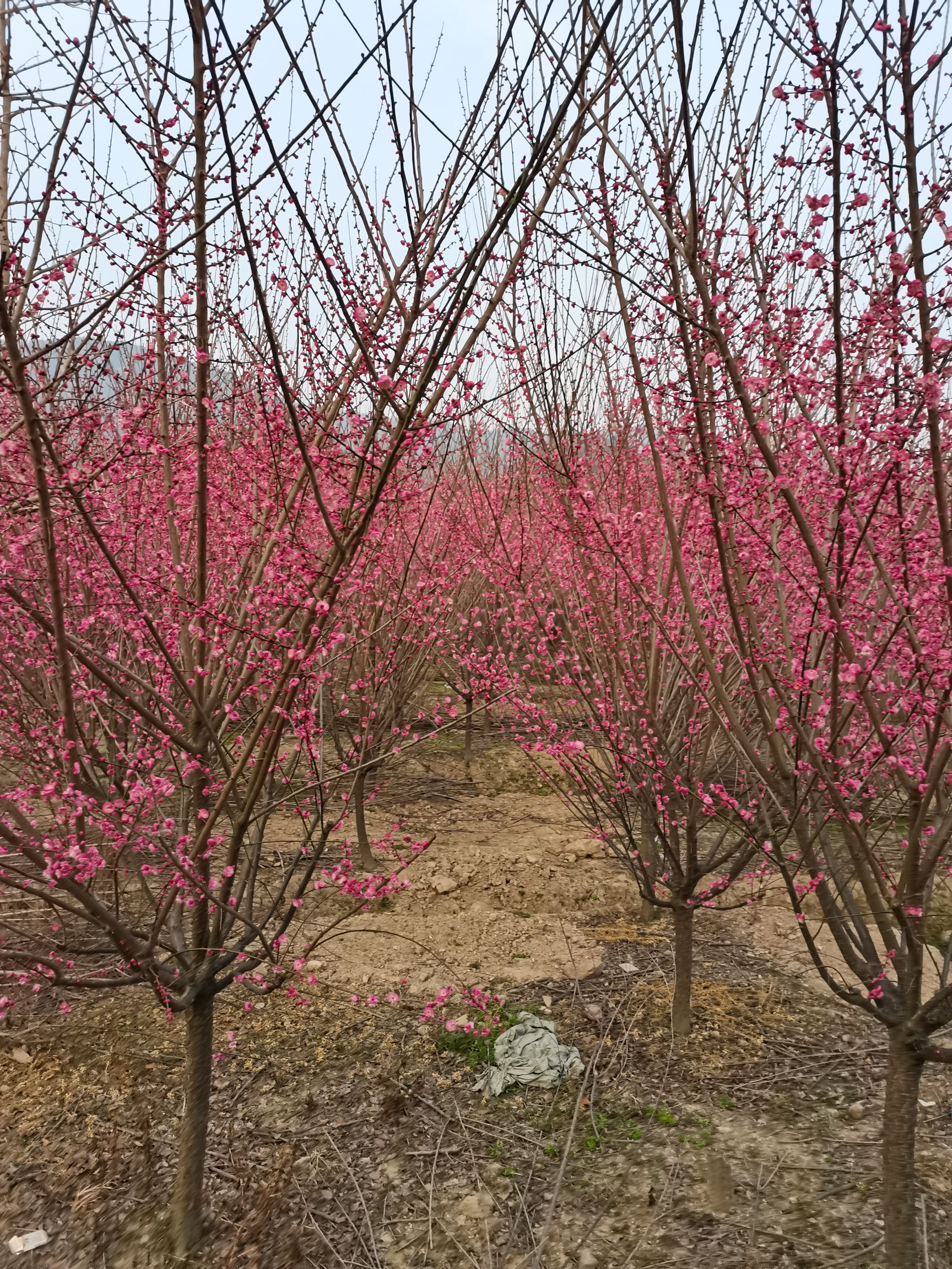 精品红梅绿化工程苗，树形优美，价格合理。