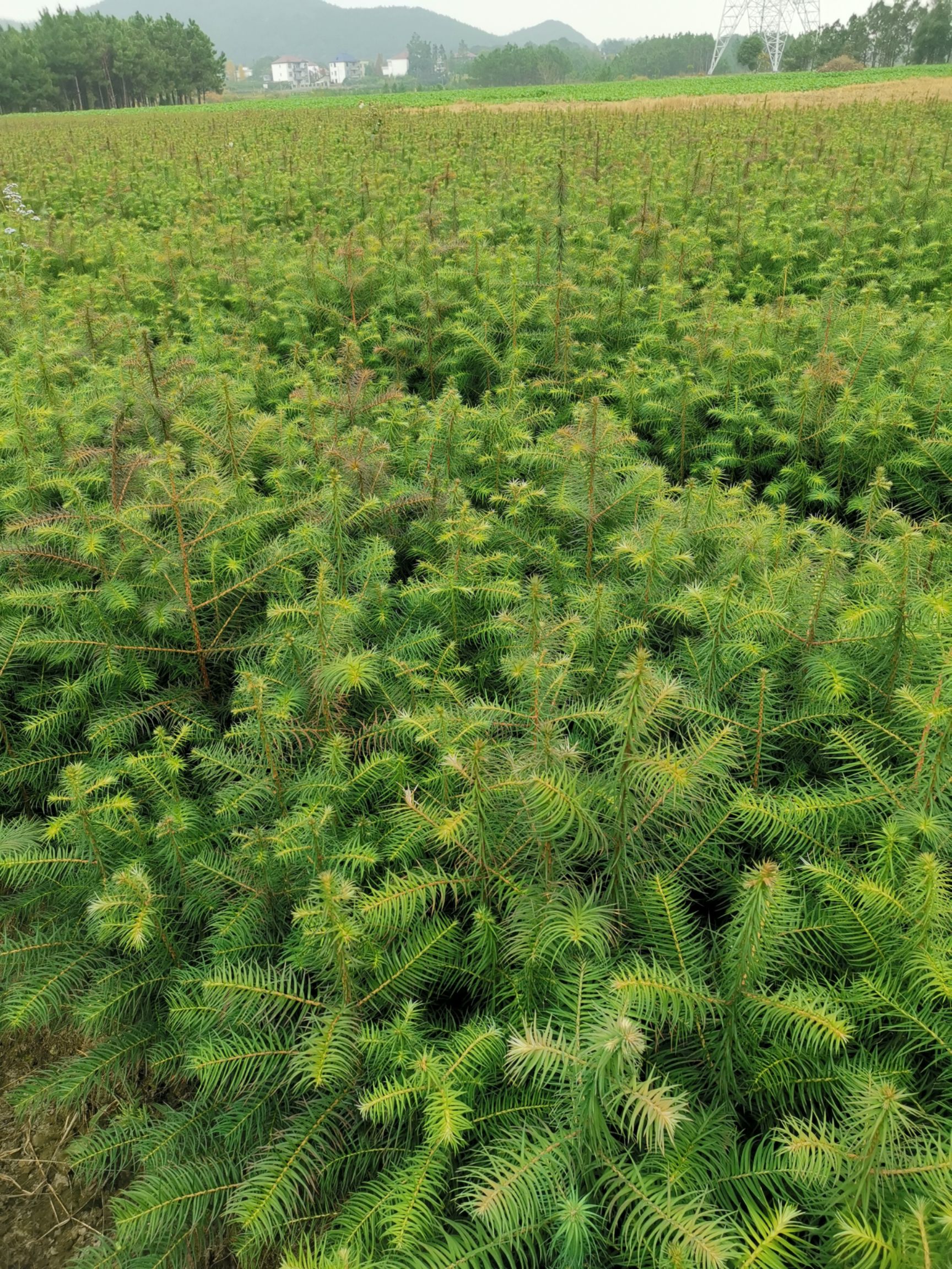 杉木树苗  杉木苗，三代良种杉木苗