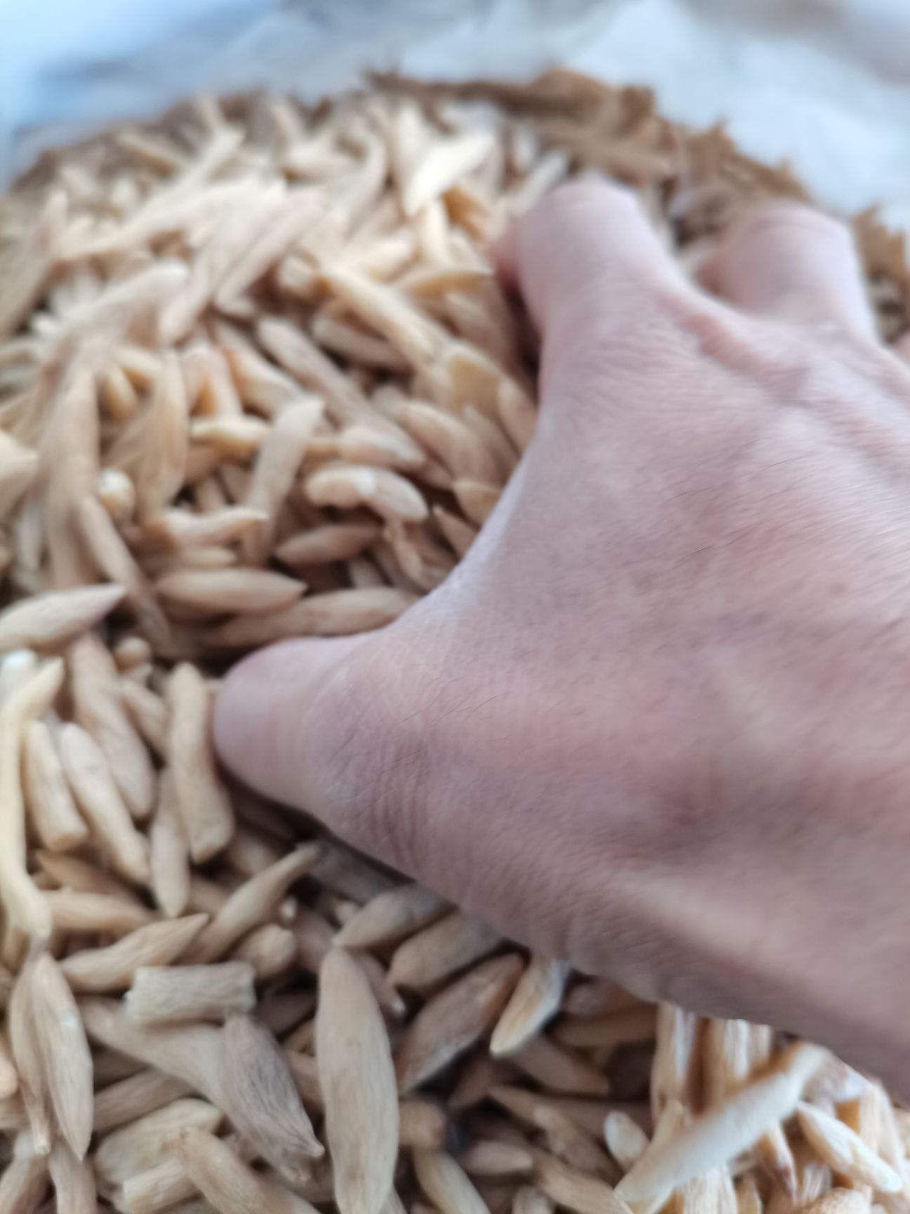 2025年新货太子参精品无硫全干包过药检大货供应，批零兼营