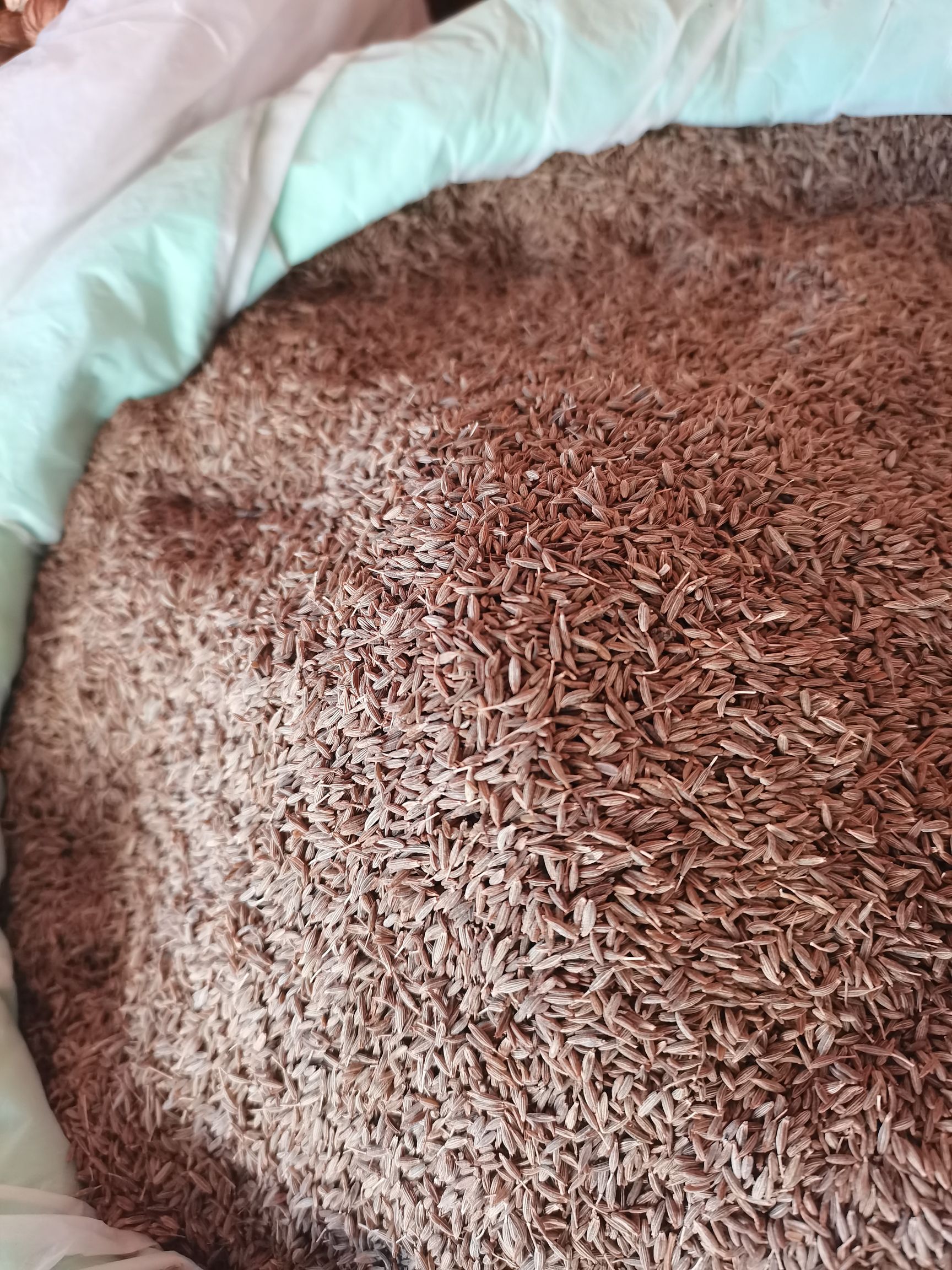 精品新标孜然新货新彊孜然新货颗粒饱满香味浓大货供应，批零兼营