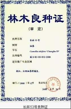 油茶树苗  油茶嫁接油茶苗大量出